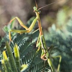 Archimantis sp. (genus) (Large Brown Mantis) at Bungendore, NSW by clarehoneydove