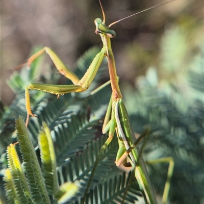 Archimantis sp. (genus) (Large Brown Mantis) by clarehoneydove