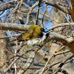 Entomyzon cyanotis (Blue-faced Honeyeater) at Cowra, NSW - 31 Aug 2017 by RodDeb