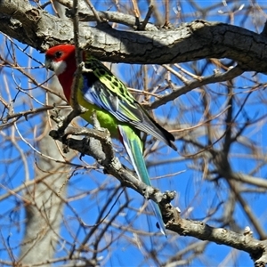 Platycercus eximius (Eastern Rosella) at Cowra, NSW - 31 Aug 2017 by RodDeb