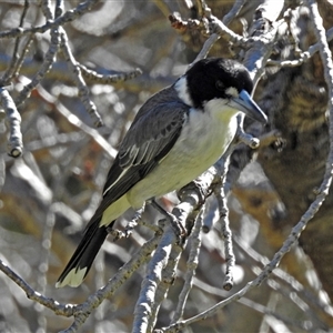 Cracticus torquatus (Grey Butcherbird) at Cowra, NSW - 31 Aug 2017 by RodDeb