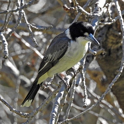 Cracticus torquatus (Grey Butcherbird) at Cowra, NSW - 31 Aug 2017 by RodDeb