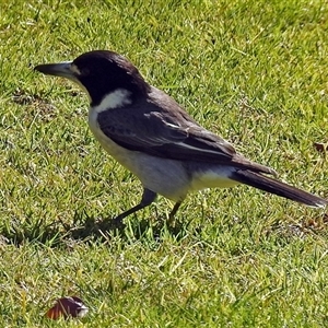 Cracticus torquatus at Cowra, NSW - 31 Aug 2017 02:44 PM