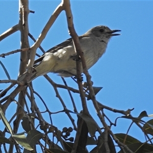 Colluricincla harmonica (Grey Shrikethrush) at Cowra, NSW - 31 Aug 2017 by RodDeb