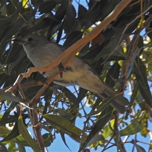Colluricincla harmonica at Cowra, NSW - 31 Aug 2017 12:04 PM