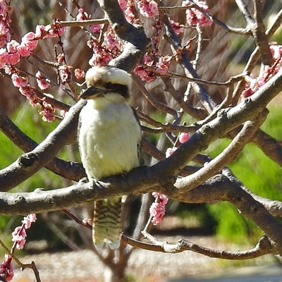 Dacelo novaeguineae (Laughing Kookaburra) at Cowra, NSW - 31 Aug 2017 by RodDeb