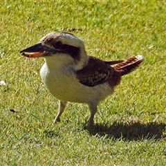 Dacelo novaeguineae at Cowra, NSW - 31 Aug 2017 02:48 PM