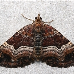 Chrysolarentia lucidulata (Lucid Carpet) at Rosedale, NSW - 21 Feb 2025 by jb2602