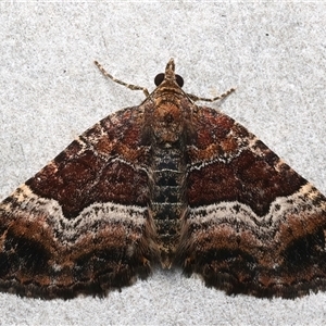 Chrysolarentia lucidulata at Rosedale, NSW - 21 Feb 2025 by jb2602