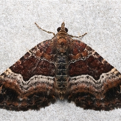 Chrysolarentia lucidulata (Lucid Carpet) at Rosedale, NSW - 21 Feb 2025 by jb2602