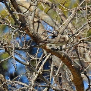 Philemon citreogularis (Little Friarbird) at Cowra, NSW - 31 Aug 2017 by RodDeb