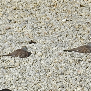Geopelia placida at Cowra, NSW - 31 Aug 2017 03:11 PM