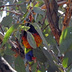 Trichoglossus moluccanus (Rainbow Lorikeet) at Cowra, NSW - 31 Aug 2017 by RodDeb