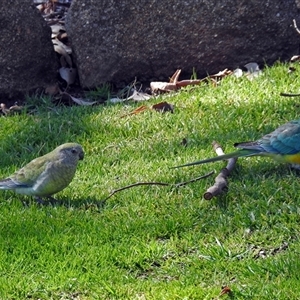 Psephotus haematonotus (Red-rumped Parrot) at Cowra, NSW - 31 Aug 2017 by RodDeb