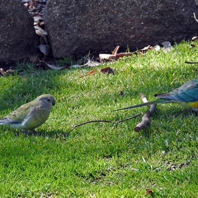 Psephotus haematonotus (Red-rumped Parrot) at Cowra, NSW - 31 Aug 2017 by RodDeb