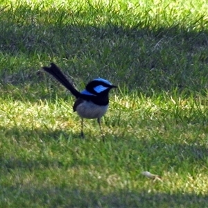 Malurus cyaneus (Superb Fairywren) at Cowra, NSW - 31 Aug 2017 by RodDeb