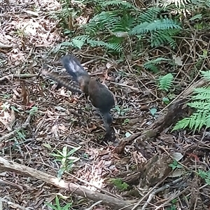 Menura novaehollandiae at Fitzroy Falls, NSW - Yesterday 11:53 AM