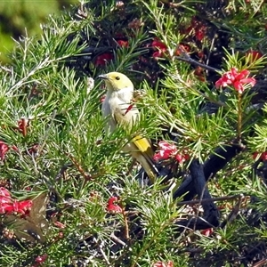 Ptilotula penicillata (White-plumed Honeyeater) at Cowra, NSW - 31 Aug 2017 by RodDeb