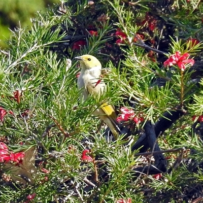 Ptilotula penicillata (White-plumed Honeyeater) at Cowra, NSW - 31 Aug 2017 by RodDeb