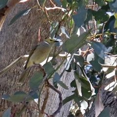 Ptilotula penicillata at Cowra, NSW - 31 Aug 2017 12:31 PM