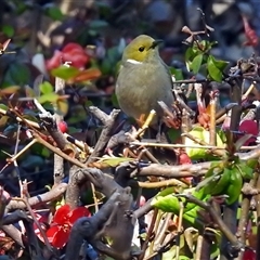 Ptilotula penicillata at Cowra, NSW - 31 Aug 2017 12:31 PM