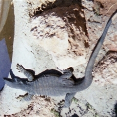 Varanus varius at Mildura, VIC - 30 Apr 1978 by RodDeb