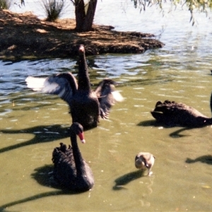 Cygnus atratus (Black Swan) at Mildura, VIC - 30 Apr 1978 by RodDeb