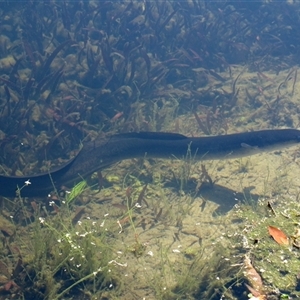 Anguilla reinhardtii at Mogo, NSW - 15 Nov 2016 08:46 AM