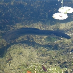 Anguilla reinhardtii at Mogo, NSW - 15 Nov 2016 08:46 AM