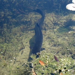 Anguilla reinhardtii at Mogo, NSW - 15 Nov 2016 08:46 AM