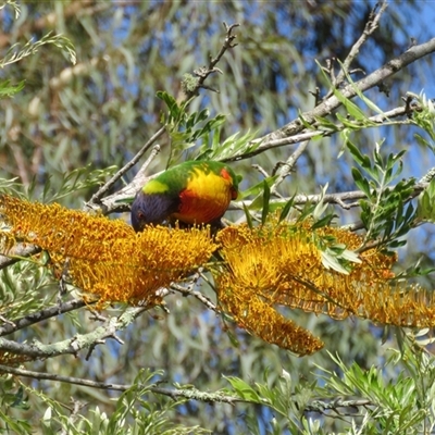 Trichoglossus moluccanus (Rainbow Lorikeet) at Mogo, NSW - 15 Nov 2016 by RodDeb