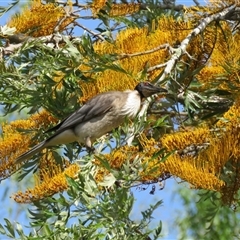 Philemon corniculatus (Noisy Friarbird) at Mogo, NSW - 15 Nov 2016 by RodDeb