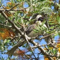 Philemon corniculatus at Mogo, NSW - 15 Nov 2016 03:18 PM