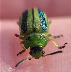 Calomela vittata (Acacia leaf beetle) at Bungendore, NSW by clarehoneydove