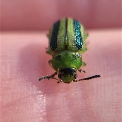 Calomela vittata at Bungendore, NSW - suppressed