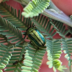 Calomela vittata at Bungendore, NSW - suppressed