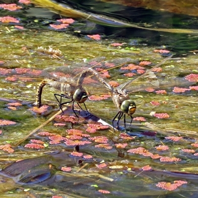 Anax papuensis (Australian Emperor) at Mogo, NSW - 24 Oct 2016 by RodDeb