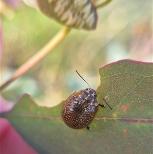 Paropsisterna cloelia (Eucalyptus variegated beetle) by clarehoneydove