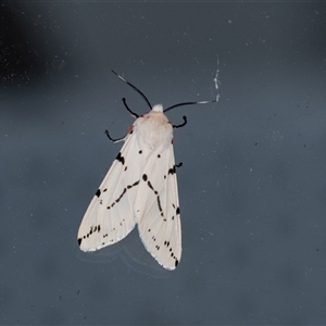 Ardices canescens (Dark-spotted Tiger Moth) at Penrose, NSW - 20 Feb 2025 by Aussiegall