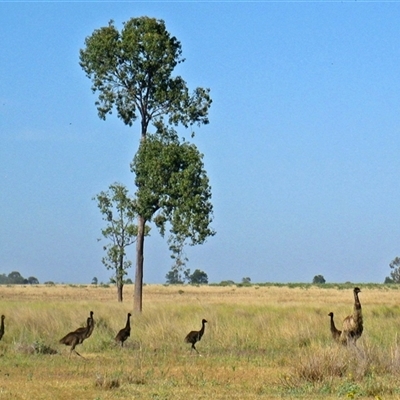 Dromaius novaehollandiae (Emu) at Moonie, QLD - 18 Nov 2014 by RodDeb