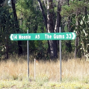 Dromaius novaehollandiae at Moonie, QLD - 18 Nov 2014 07:15 AM