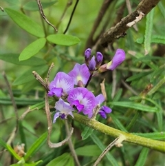 Glycine microphylla (Small-leaf Glycine) at Monga, NSW - 20 Feb 2025 by clarehoneydove