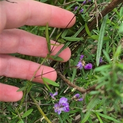 Glycine microphylla at Monga, NSW - 20 Feb 2025 12:32 PM