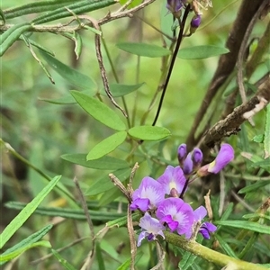 Glycine microphylla at Monga, NSW - 20 Feb 2025 12:32 PM