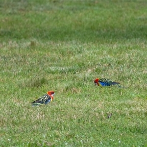 Platycercus eximius at Penrose, NSW - suppressed