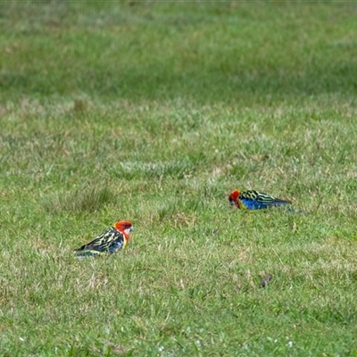 Platycercus eximius (Eastern Rosella) at Penrose, NSW - 18 Feb 2025 by Aussiegall