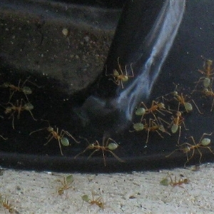 Oecophylla smaragdina (Green Tree Ant) at Boyne Island, QLD - 9 Nov 2014 by RodDeb