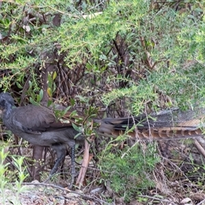 Menura novaehollandiae (Superb Lyrebird) at Bundanoon, NSW - 16 Feb 2025 by Aussiegall