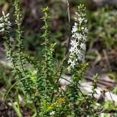 Epacris pulchella (Wallum Heath) at Bundanoon, NSW - 16 Feb 2025 by Aussiegall