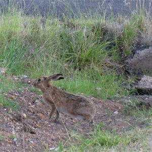 Lepus capensis at Tara, QLD - 16 Nov 2014 by RodDeb